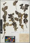 Foto von Salix myrsinifolia Salisb. x Salix phylicifolia L.
